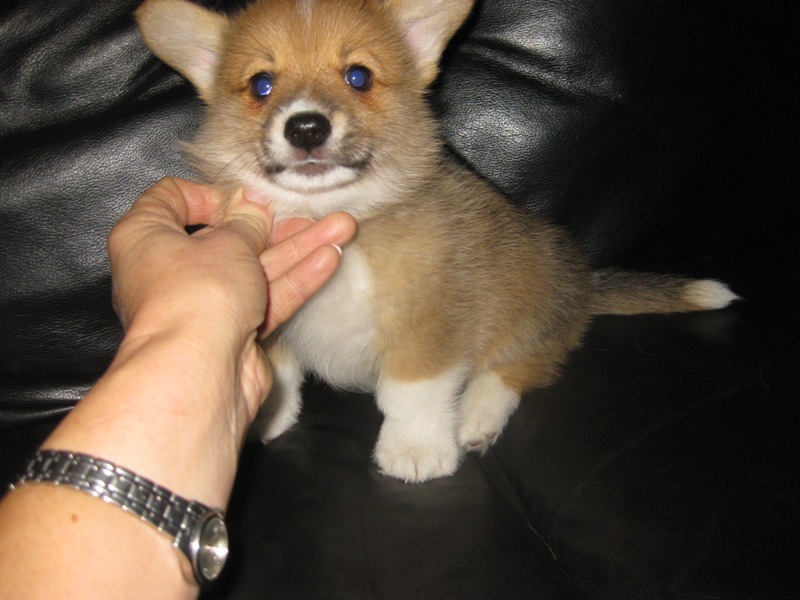 Puppies